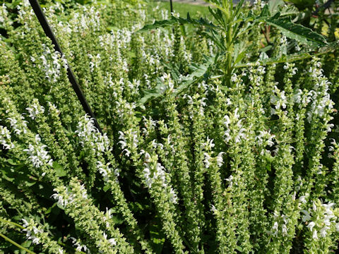 Salvia nemorosa cv. White Profusion