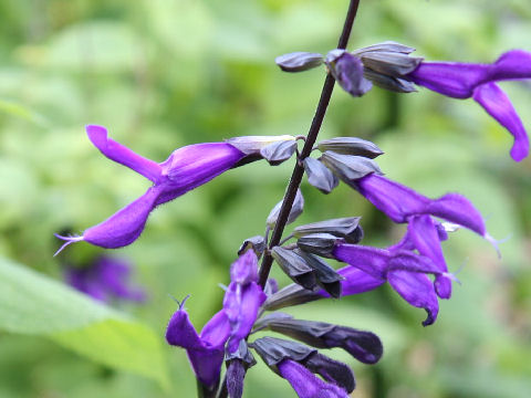 Salvia cv. Purple Majesty