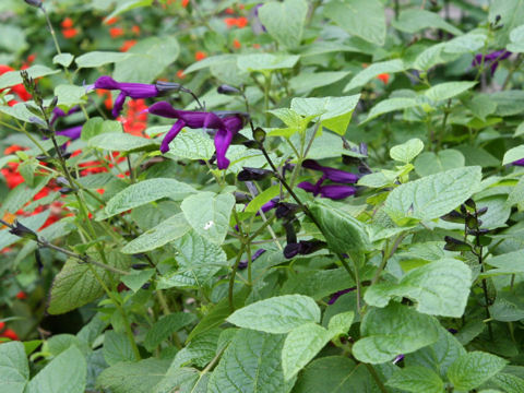 Salvia cv. Purple Majesty