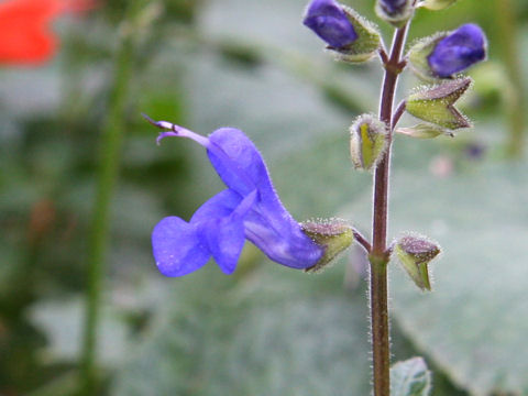 Salvia scutellarioides