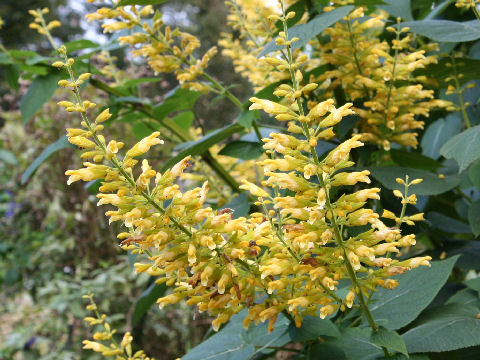 Salvia madorensis cv. Yellow Majesty