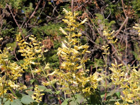 Salvia madorensis cv. Yellow Majesty