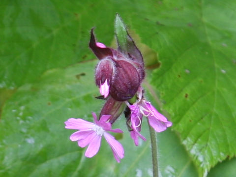 Silene pendula