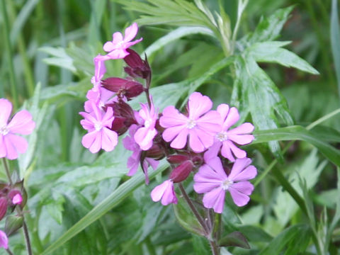 Silene pendula