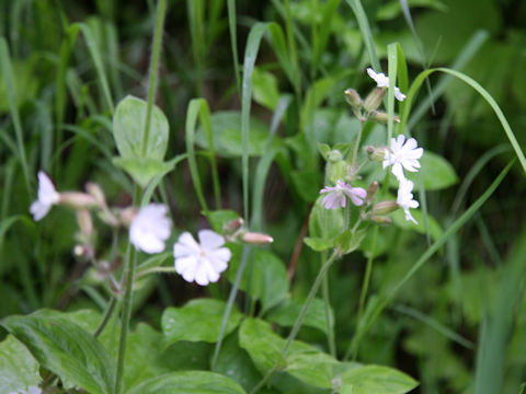 Silene pendula
