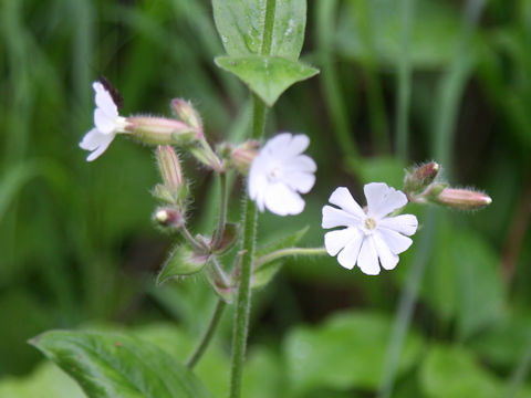 Silene pendula
