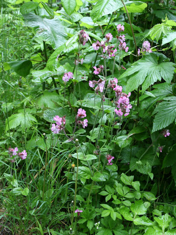 Silene pendula