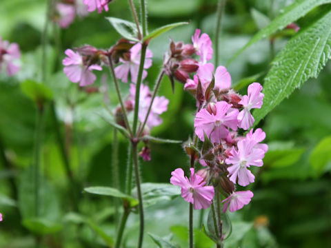 Silene pendula