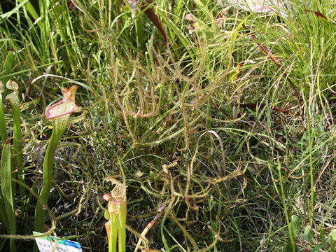 Drosera binata