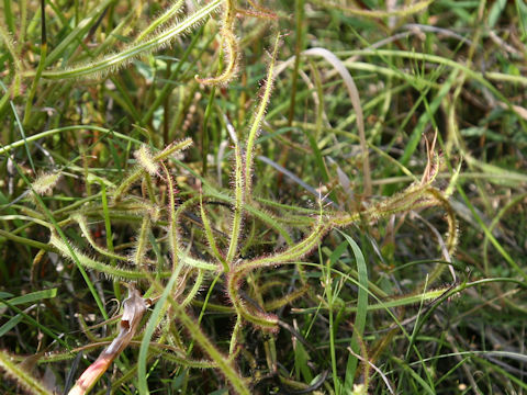Drosera binata