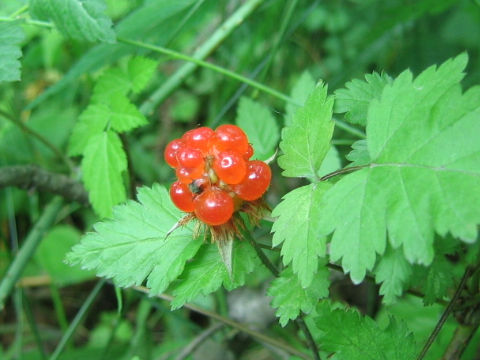 Rubus pungens var. oldhamii