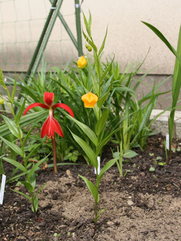 Sandersonia aurantiaca