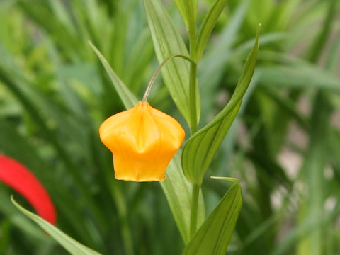 Sandersonia aurantiaca