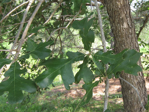 Quercus margaretta
