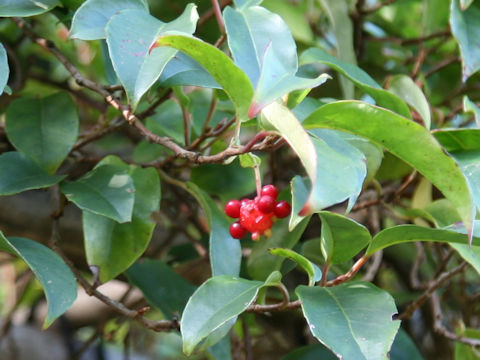 Kadsura japonica