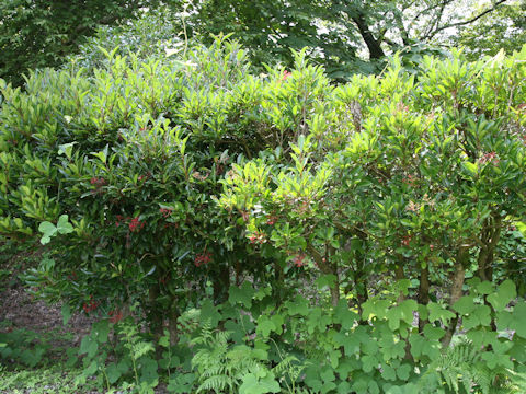 Viburnum odoratissimum var. awabuki