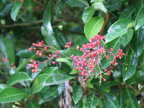 Viburnum odoratissimum var. awabuki