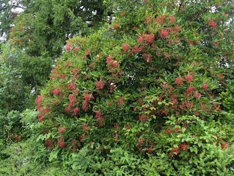 Viburnum odoratissimum var. awabuki