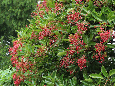 Viburnum odoratissimum var. awabuki
