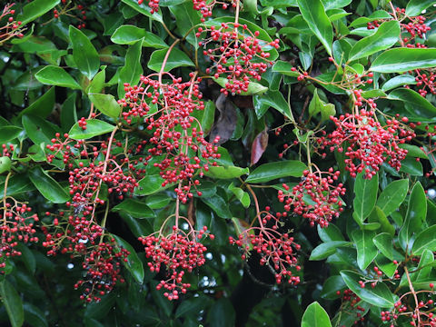 Viburnum odoratissimum var. awabuki