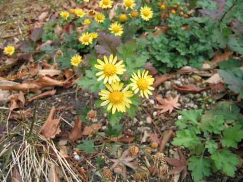 Chrysanthemum indicum var. aphrodite