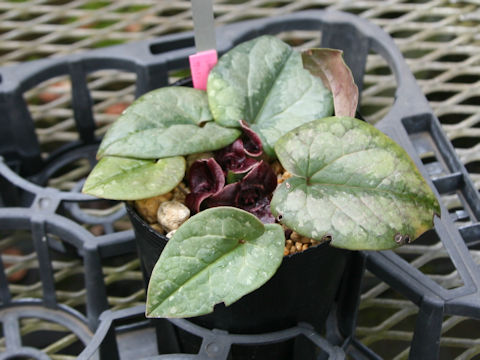 Asarum nipponica var. saninense