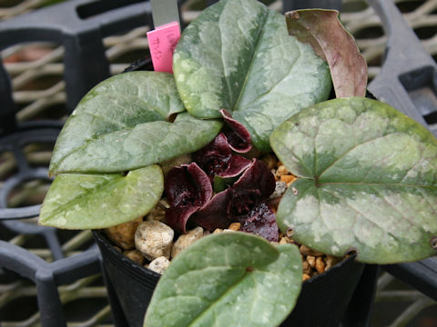 Asarum nipponica var. saninense