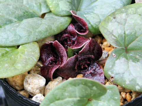 Asarum nipponica var. saninense