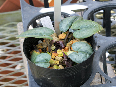 Asarum nipponica var. saninense