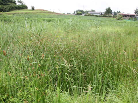 Scirpus triqueter