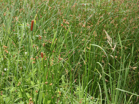 Scirpus triqueter