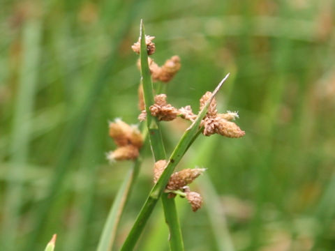 Scirpus triqueter