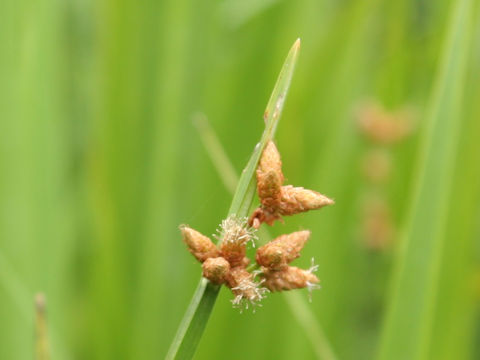 Scirpus triqueter