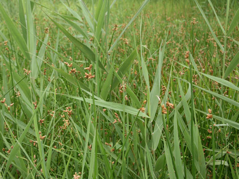 Scirpus triqueter