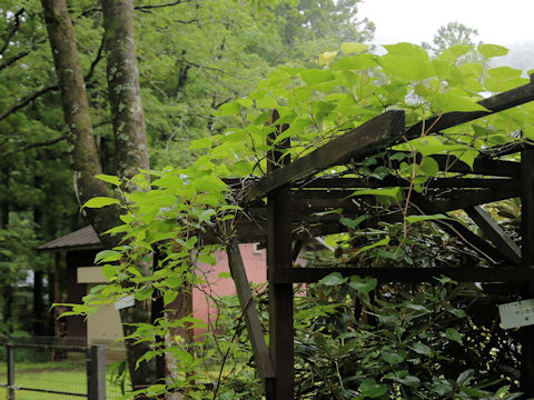 Vitis flexuosa