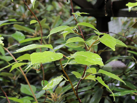 Vitis flexuosa