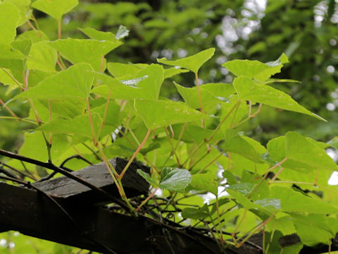 Vitis flexuosa