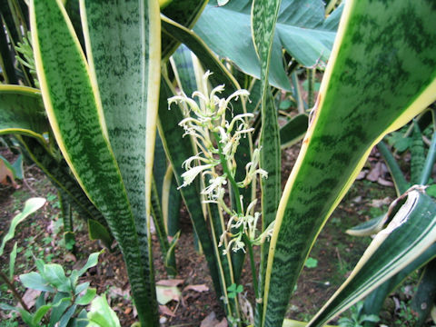 Sansevieria trifasciata cv. Laurentii