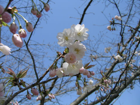 Prunus jamasakura cv. Sanozakura