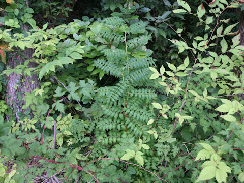 Zanthoxylum piperitum