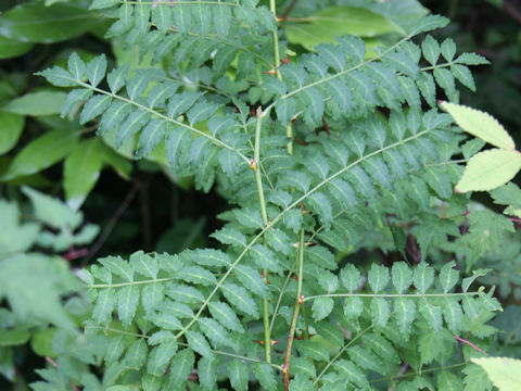 Zanthoxylum piperitum