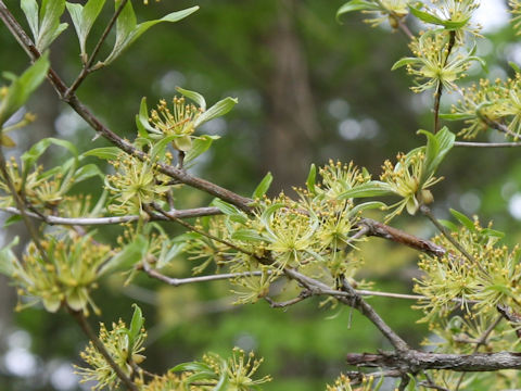 Cornus officinalis