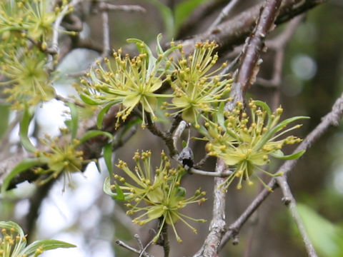 Cornus officinalis