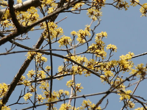 Cornus officinalis