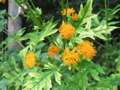 Porophyllum japonicum