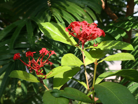 Ixora chinensis