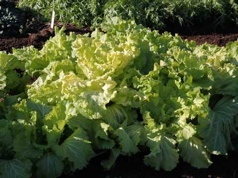 Brassica rapa var. pekinensis