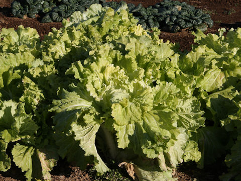 Brassica rapa var. pekinensis