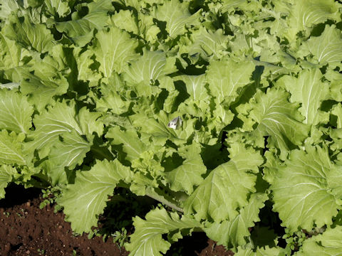 Brassica rapa var. pekinensis