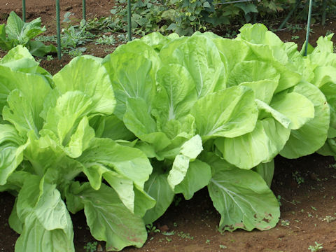 Brassica rapa var. pekinensis